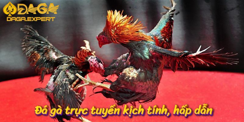 Đá gà trực tuyến kịch tính, hấp dẫn