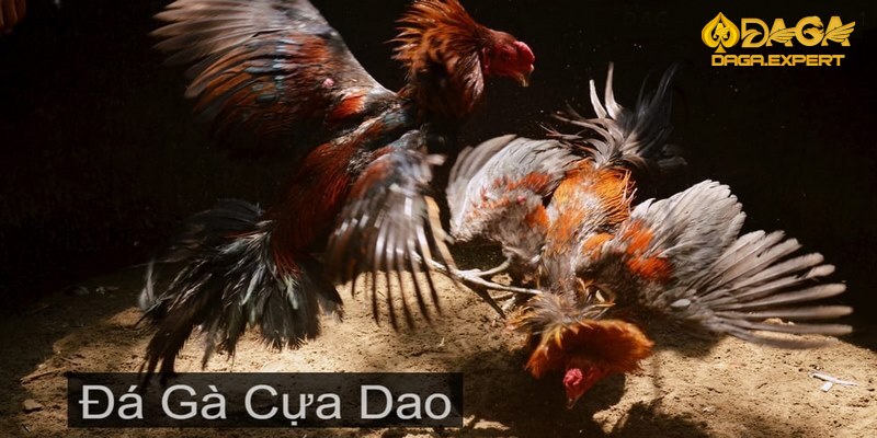 Lưu ý khi áp dụng cách đá gà cựa dao luôn thắng