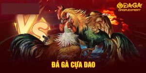 5 Cách Đá Gà Cựa Dao Luôn Thắng